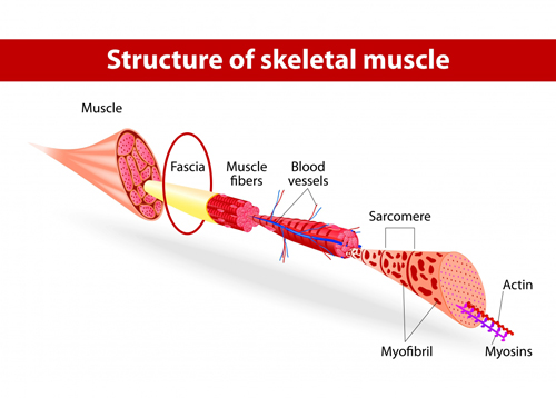 The structure of the skeletal muscle within the human body.